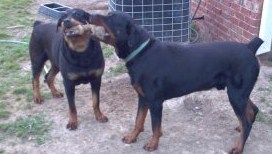 Kane & Gabby