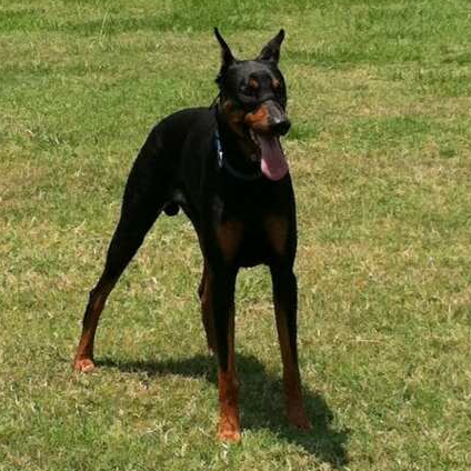 HECTOR