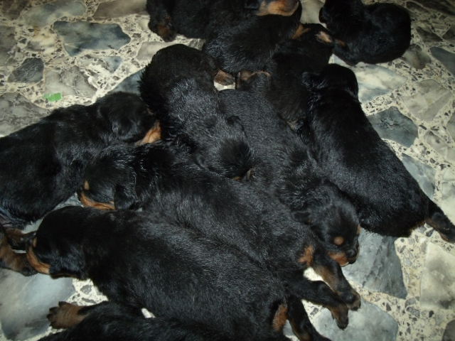 Selena X Cane pups born 7/5/2012